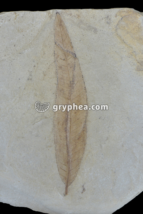 Feuille fossilisée (Salix sp.) - gryphea.com